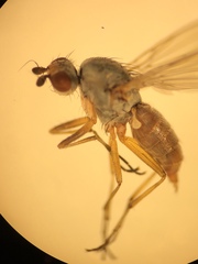 Tephrochlamys rufiventris