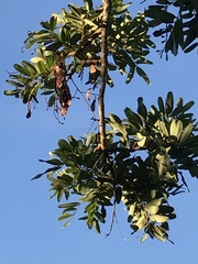 Bowdichia virgilioides