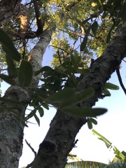 Bowdichia virgilioides