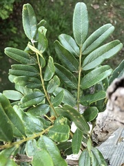 Bowdichia virgilioides