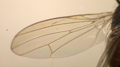 Tephrochlamys rufiventris