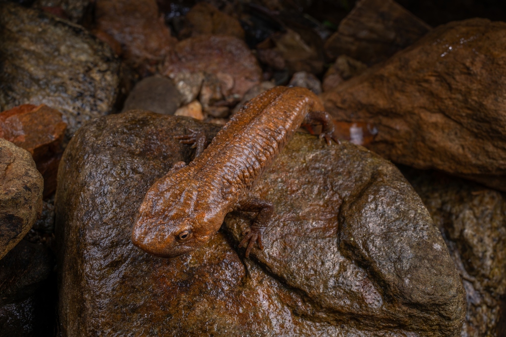 Yunwu Warty Newt