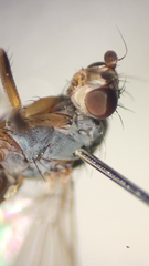 Tephrochlamys rufiventris