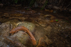 Yunwu Warty Newt photo 2