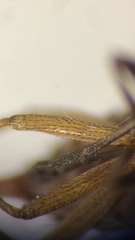 Tephrochlamys rufiventris