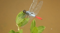 Planiplax erythropyga