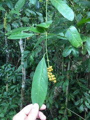 Citharexylum caudatum