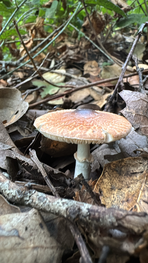 Leucoagaricus rubrotinctoides