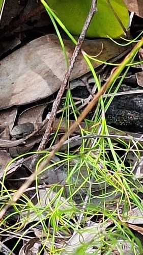 Mustard-bellied Snake sighting