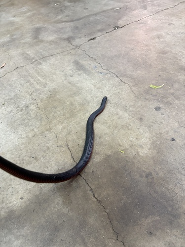Red-bellied Black Snake sighting