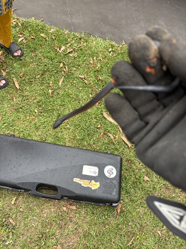 Red-bellied Black Snake sighting