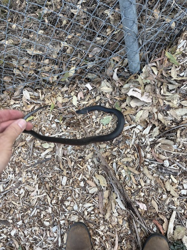 Red-bellied Black Snake sighting