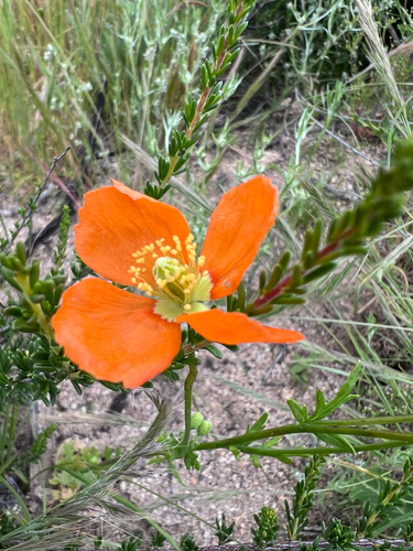 fire poppy (Papaver californicum)