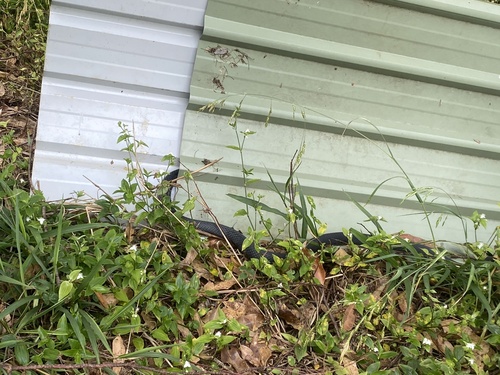 Red-bellied Black Snake sighting