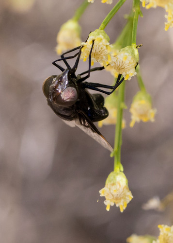 Unknown species found near Pima County, AZ, USA