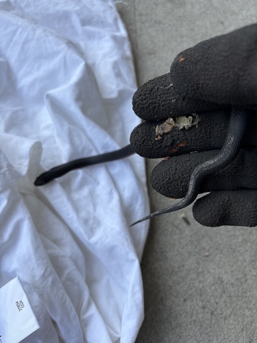 Red-bellied Black Snake sighting
