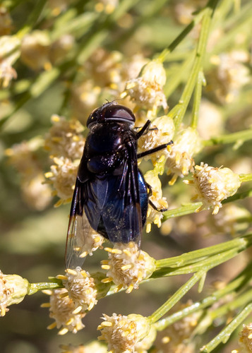 Unknown species found near Pima County, AZ, USA