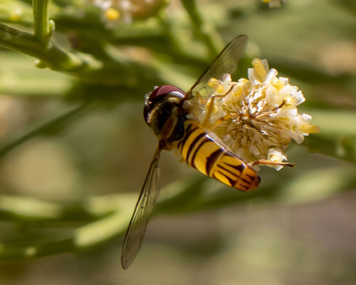 Unknown species found near Pima County, AZ, USA
