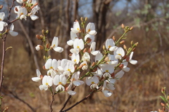 Baphia massaiensis, photograph author not stated, no rights reserved