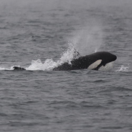 Bigg's Killer Whale photographed in Washington