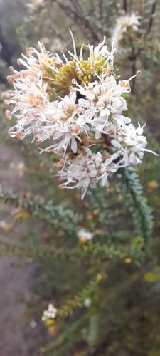 Garlic Buchu (Agathosma apiculata)