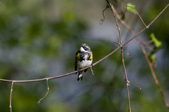 Setophaga coronata