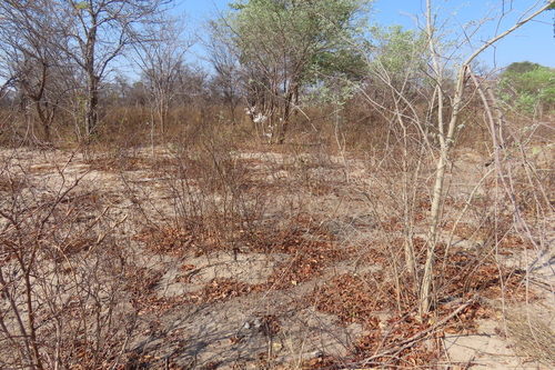 Baphia massaiensis, photograph 5