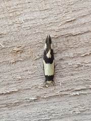 Opogona comptella