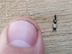 Opogona comptella