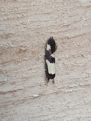 Opogona comptella