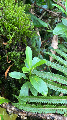 Melicope clusiifolia observed 2025-10-26