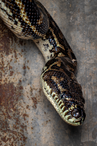 Coastal Carpet Python sighting