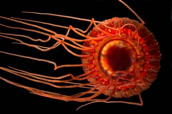 Wyville's crownjelly