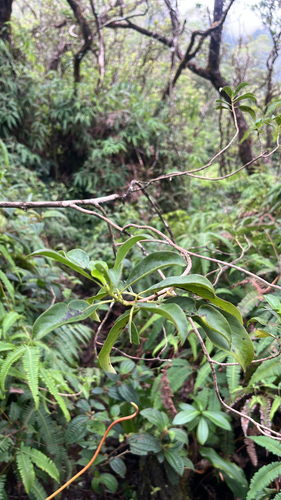 Coprosma pubens observed 2025-10-27