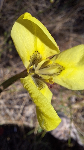 Matrix Uintjie (Moraea bellendenii)