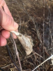 Callosamia promethea