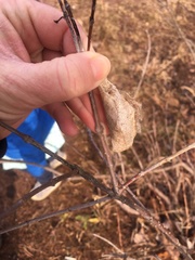 Callosamia promethea