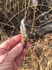 Callosamia promethea