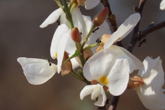 Baphia massaiensis, photograph author not stated, no rights reserved
