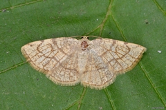 Stegania trimaculata