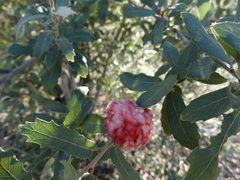 Striatoandricus furnessulus