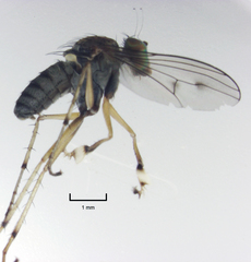 Helichochaetus discifer