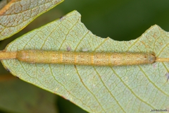 Stegania trimaculata