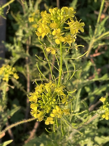 False London-rocket