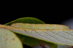 Stegania trimaculata