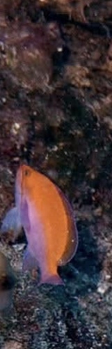 Pseudanthias bicolor observed 2025-10-30