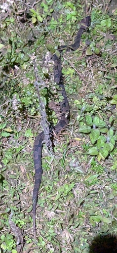 Pingbian Mountain Pitviper