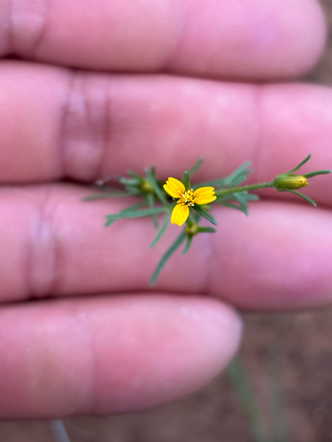 Wingpetal (Heterosperma pinnatum)