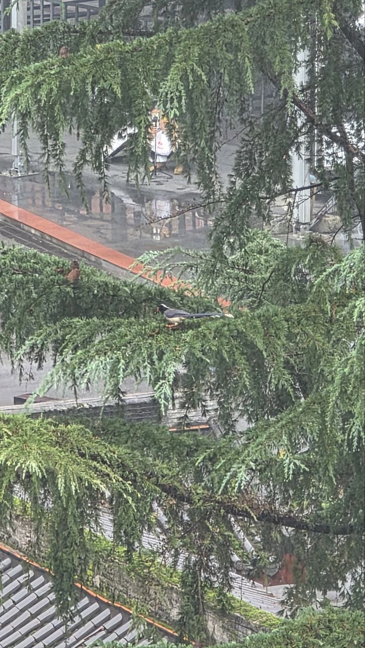 Red-billed Blue Magpie