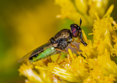 Hedriodiscus dorsalis